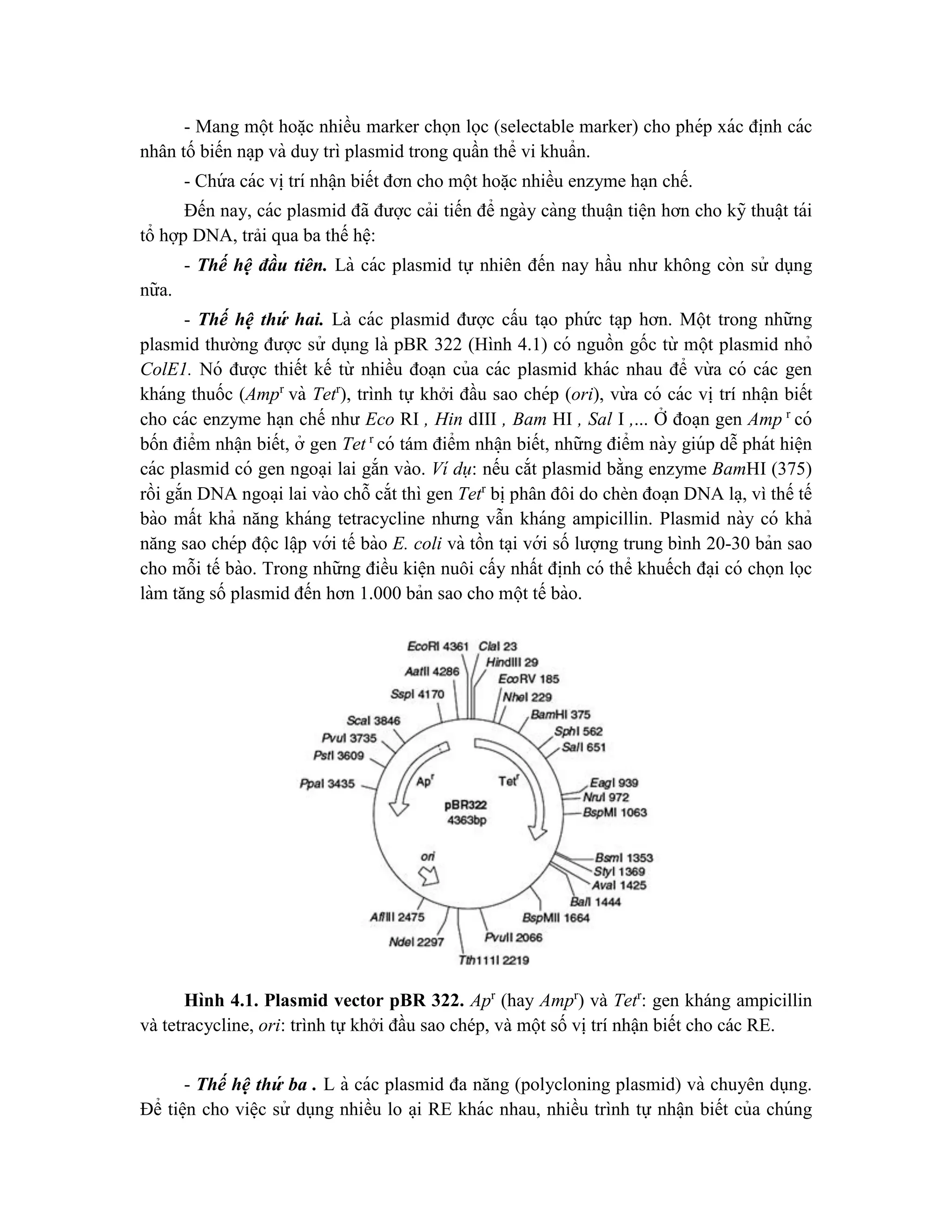 - Mang một hoă ̣c nhiều marker chọn lọc (selectable marker) cho phép xác đi ̣
nh các
nhân tố biến na ̣p và duy trì plasmid trong quần thể vi khuẩn.
- Chứ a các vi ̣trí nhâ ̣n biết đơn cho một hoă ̣c nhiều enzyme ha ̣n chế.
Đến nay, các plasmid đã được cải tiến để ngày càng thuâ ̣n tiê ̣n hơn cho kỹ thuâ ̣t tái
tổ hợp DNA, trải qua ba thế hê ̣:
- Thế hê ̣ đầu tiên. Là các plasmid tự nhiên đến nay hầu như không còn sử dụng
nữa.
- Thế hê ̣ thư
́ hai. Là các plasmid được cấu ta ̣o phứ c ta ̣p hơn. Một trong những
plasmid thường được sử dụng là pBR 322 (Hình 4.1) có nguồn gốc từ một plasmid nhỏ
ColE1. Nó được thiết kế từ nhiều đoa ̣n của các plasmid khác nhau để vừ a có các gen
kháng thuốc (Ampr
và Tetr
), trình tự khởi đầu sao chép (ori), vừ a có các vị trí nhâ ̣n biết
cho các enzyme ha ̣n chế như Eco RI , Hin dIII , Bam HI , Sal I ,... Ơ
̉ đoa ̣n gen Amp r
có
bốn điểm nhâ ̣n biết, ở gen Tet r
có tám điểm nhâ ̣n biết, những điểm này giúp dễ phát hiê ̣n
các plasmid có gen ngoa ̣i lai gắn vào. Ví dụ: nếu cắt plasmid bằng enzyme BamHI (375)
rồi gắn DNA ngoa ̣i lai vào chỗ cắt thì gen Tetr
bi ̣phân đôi do chèn đoa ̣n DNA la ̣, vì thế tế
bào mất khả năng kháng tetracycline nhưng vẫn kháng ampicillin. Plasmid này có khả
năng sao chép độc lâ ̣p với tế bào E. coli và tồn ta ̣i với số lượng trung bình 20-30 bản sao
cho mỗi tế bào. Trong những điều kiê ̣n nuôi cấy nhất đi ̣
nh có thể khuếch đa ̣i có chọn lọc
làm tăng số plasmid đến hơn 1.000 bản sao cho một tế bào.
Hình 4.1. Plasmid vector pBR 322. Apr
(hay Ampr
) và Tetr
: gen kháng ampicillin
và tetracycline, ori: trình tự khởi đầu sao chép, và một số vị trí nhận biết cho các RE.
- Thế hê ̣thư
́ ba . L à các plasmid đa năng (polycloning plasmid) và chuyên dụng.
Để tiê ̣n cho viê ̣c sử dụng nhiều lo a ̣i RE khác nhau, nhiều trình tự nhâ ̣n biết của chúng
 