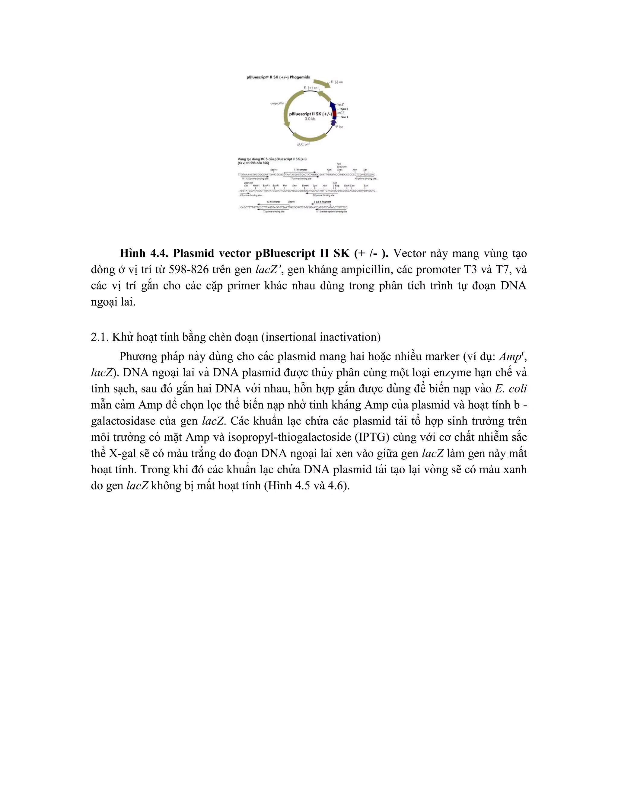 Hình 4.4. Plasmid vector pBluescript II SK (+ /- ). Vector này mang vùng tạo
dòng ở vị trí từ 598-826 trên gen lacZ’, gen kháng ampicillin, các promoter T3 và T7, và
các vị trí gắn cho các cặp primer khác nhau dùng trong phân tích trình tự đoạn DNA
ngoại lai.
2.1. Khử hoa ̣t tính bằng chèn đoa ̣n (insertional inactivation)
Phương pháp này dùng cho các plasmid mang hai hoă ̣c nhiều marker (ví dụ: Ampr
,
lacZ). DNA ngoa ̣i lai và DNA plasmid được thủy phân cùng một loại enzyme hạn chế và
tinh sa ̣ch, sau đó gắn hai DNA với nhau, hỗn hợp gắn được dùng để biến na ̣p vào E. coli
mẫn cảm Amp để chọn lọc thể biến na ̣p nhờ tính kháng Amp của plasmid và hoạt tính b -
galactosidase của gen lacZ. Các khuẩn la ̣c chứ a các plasmid tái tổ hợp sinh trưởng trên
môi trường có mă ̣t Amp và isopropyl-thiogalactoside (IPTG) cùng với cơ chất nhiễm sắc
thể X-gal sẽ có màu trắng do đoạn DNA ngoại lai xen vào giữa gen lacZ làm gen này mất
hoạt tính. Trong khi đó các khuẩn la ̣c chứ a DNA plasmid tái ta ̣o la ̣i vòng sẽ có màu xanh
do gen lacZ không bị mất hoạt tính (Hình 4.5 và 4.6).
 