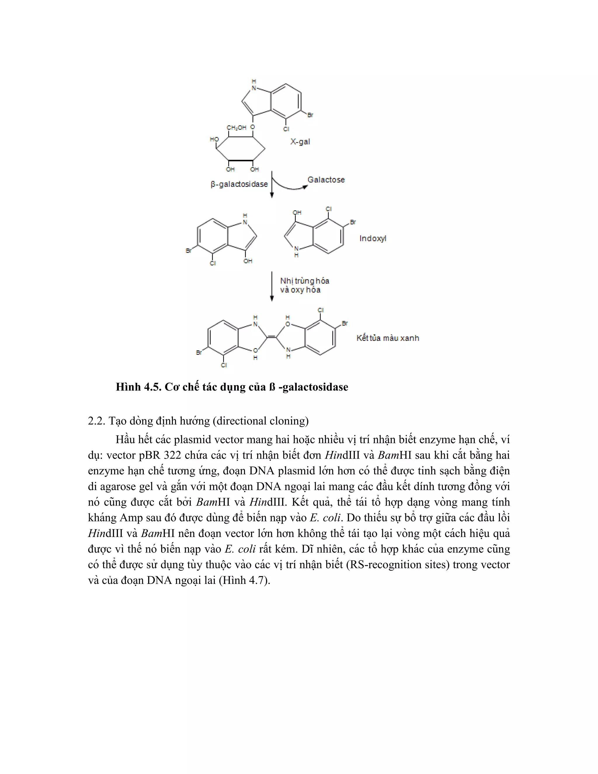 Hình 4.5. Cơ chế tác dụng của ß -galactosidase
2.2. Ta ̣o dòng đi ̣
nh hướng (directional cloning)
Hầu hết các plasmid vector mang hai hoă ̣c nhiều vi ̣trí nhâ ̣n biết enzyme hạn chế, ví
dụ: vector pBR 322 chứ a các vi ̣trí nhận biết đơn HindIII và BamHI sau khi cắt bằng hai
enzyme hạn chế tương ứ ng, đoa ̣n DNA plasmid lớn hơn có thể được tinh sa ̣ch bằng điê ̣n
di agarose gel và gắn với một đoa ̣n DNA ngoa ̣i lai mang các đầu kết dính tương đồng với
nó cũng được cắt bởi BamHI và HindIII. Kết quả, thể tái tổ hợp da ̣ng vòng mang tính
kháng Amp sau đó được dùng để biến na ̣p vào E. coli. Do thiếu sự bổ trợgiữa các đầu lồi
HindIII và BamHI nên đoa ̣n vector lớn hơn không thể tái ta ̣o lại vòng một cách hiê ̣u quả
được vì thế nó biến na ̣p vào E. coli rất kém. Dĩ nhiên, các tổ hợp khác của enzyme cũng
có thể được sử dụng tùy thuộc vào các vị trí nhận biết (RS-recognition sites) trong vector
và của đoa ̣n DNA ngoa ̣i lai (Hình 4.7).
 
