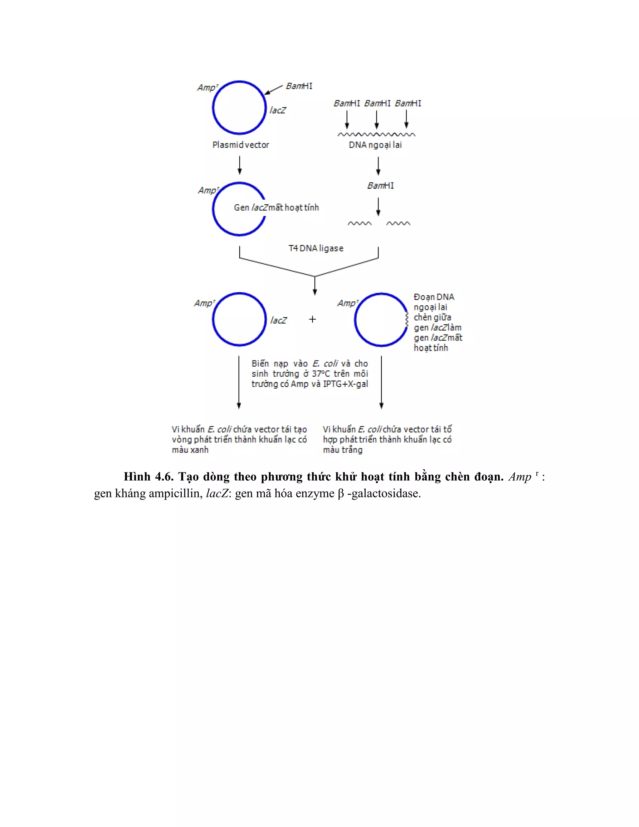 Hình 4.6. Tạo dòng theo phương thức khử hoạt tính bằng chèn đoạn. Amp r
:
gen kháng ampicillin, lacZ: gen mã hóa enzyme β -galactosidase.
 