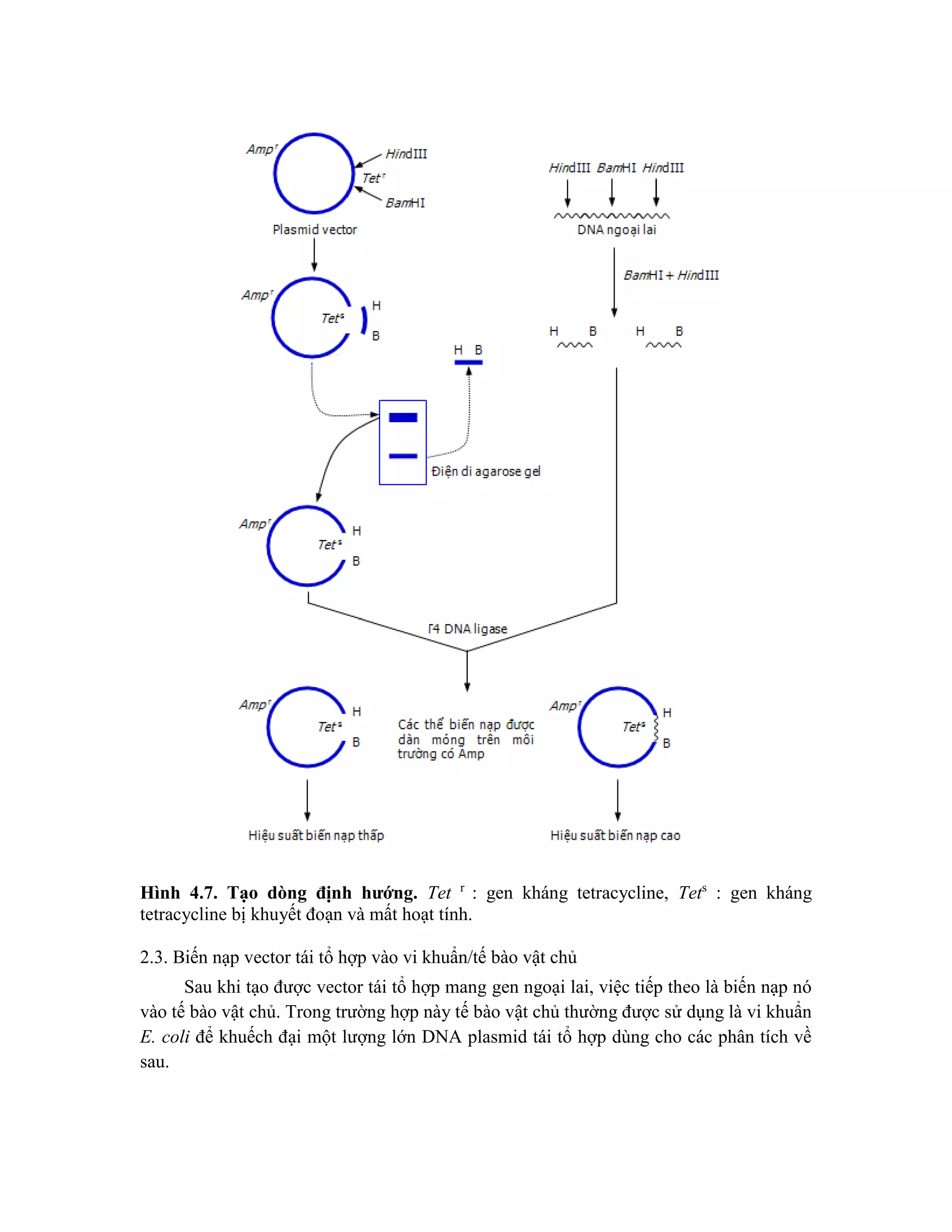 Hình 4.7. Tạo dòng định hướng. Tet r
: gen kháng tetracycline, Tets
: gen kháng
tetracycline bị khuyết đoạn và mất hoạt tính.
2.3. Biến nạp vector tái tổ hợp vào vi khuẩn/tế bào vật chủ
Sau khi tạo được vector tái tổ hợp mang gen ngoại lai, việc tiếp theo là biến nạp nó
vào tế bào vật chủ. Trong trường hợp này tế bào vật chủ thường được sử dụng là vi khuẩn
E. coli để khuếch đại một lượng lớn DNA plasmid tái tổ hợp dùng cho các phân tích về
sau.
 