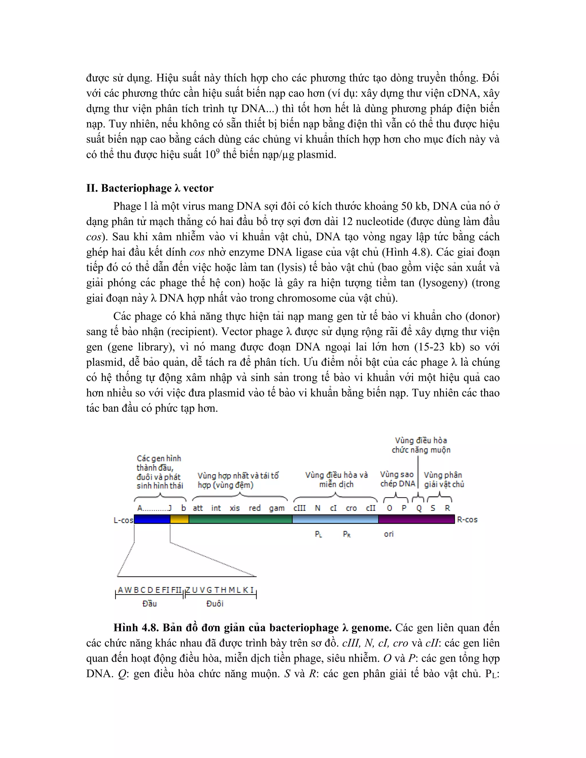 được sử dụng. Hiệu suất này thích hợp cho các phương thức tạo dòng truyền thống. Đối
với các phương thức cần hiệu suất biến nạp cao hơn (ví dụ: xây dựng thư viện cDNA, xây
dựng thư viện phân tích trình tự DNA...) thì tốt hơn hết là dùng phương pháp điện biến
nạp. Tuy nhiên, nếu không có sẵn thiết bị biến nạp bằng điện thì vẫn có thể thu được hiệu
suất biến nạp cao bằng cách dùng các chủng vi khuẩn thích hợp hơn cho mục đích này và
có thể thu được hiệu suất 109
thể biến nạp/µg plasmid.
II. Bacteriophage λ vector
Phage l là một virus mang DNA sợi đôi có kích thước khoảng 50 kb, DNA của nó ở
da ̣ng phân tử ma ̣ch thẳng có hai đầu bổ trợsợi đơn dài 12 nucleotide (được dùng làm đầu
cos). Sau khi xâm nhiễm vào vi khuẩn vâ ̣t chủ, DNA ta ̣o vòng ngay lâ ̣p tứ c bằng cách
ghép hai đầu kết dính cos nhờ enzyme DNA ligase của vâ ̣t chủ (Hình 4.8). Các giai đoa ̣n
tiếp đó có thể dẫn đến viê ̣c hoă ̣c làm tan (lysis) tế bào vâ ̣t chủ (bao gồm viê ̣c sản xuất và
giải phóng các phage thế hê ̣ con) hoă ̣c là gây ra hiê ̣n tượng tiềm tan (lysogeny) (trong
giai đoa ̣n này λ DNA hợp nhất vào trong chromosome của vâ ̣t chủ).
Các phage có khả năng thực hiê ̣n tải na ̣p mang gen từ tế bào vi khuẩn cho (donor)
sang tế bào nhâ ̣n (recipient). Vector phage λ được sử dụng rộng rãi để xây dựng thư viê ̣n
gen (gene library), vì nó mang được đoa ̣n DNA ngoại lai lớn hơn (15-23 kb) so với
plasmid, dễ bảo quản, dễ tách ra để phân tích. Ưu điểm nổi bâ ̣t của các phage λ là chúng
có hê ̣ thống tự động xâm nhâ ̣p và sinh sản trong tế bào vi khuẩn với một hiê ̣u quả cao
hơn nhiều so với viê ̣c đưa plasmid vào tế bào vi khuẩn bằng biến na ̣p. Tuy nhiên các thao
tác ban đầu có phứ c ta ̣p hơn.
Hình 4.8. Bản đồ đơn giản của bacteriophage λ genome. Các gen liên quan đến
các chức năng khác nhau đã được trình bày trên sơ đồ. cIII, N, cI, cro và cII: các gen liên
quan đến hoạt động điều hòa, miễn dịch tiền phage, siêu nhiễm. O và P: các gen tổng hợp
DNA. Q: gen điều hòa chức năng muộn. S và R: các gen phân giải tế bào vật chủ. PL:
 