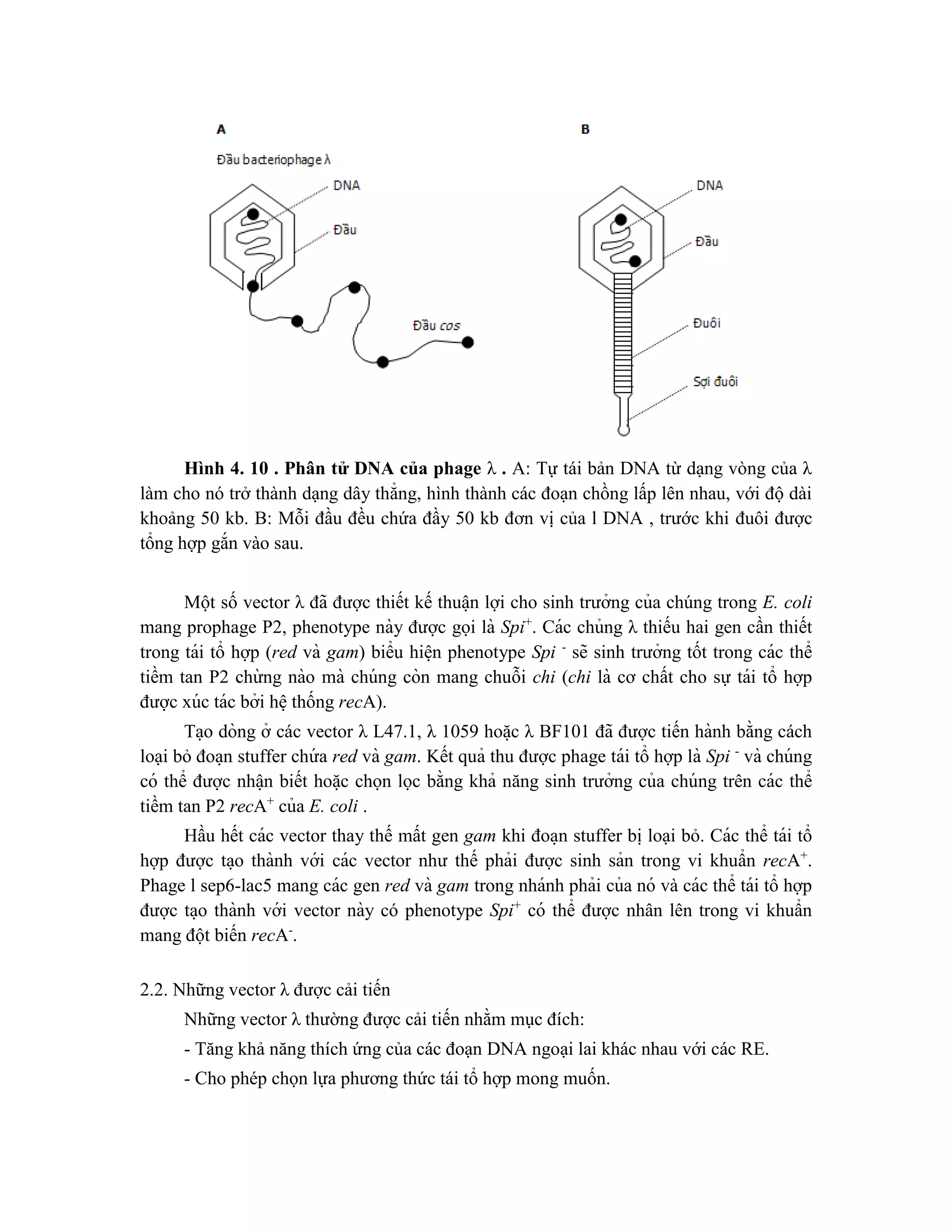 Hình 4. 10 . Phân tử DNA của phage λ . A: Tự tái bản DNA từ dạng vòng của λ
làm cho nó trở thành dạng dây thẳng, hình thành các đoạn chồng lấp lên nhau, với độ dài
khoảng 50 kb. B: Mỗi đầu đều chứa đầy 50 kb đơn vị của l DNA , trước khi đuôi được
tổng hợp gắn vào sau.
Một số vector λ đã được thiết kế thuâ ̣n lợi cho sinh trưởng của chúng trong E. coli
mang prophage P2, phenotype này được gọi là Spi+
. Các chủng λ thiếu hai gen cần thiết
trong tái tổ hợp (red và gam) biểu hiê ̣n phenotype Spi -
sẽ sinh trưởng tốt trong các thể
tiềm tan P2 chừ ng nào mà chúng còn mang chuỗi chi (chi là cơ chất cho sự tái tổ hợp
được xúc tác bởi hê ̣thống recA).
Ta ̣o dòng ở các vector λ L47.1, λ 1059 hoă ̣c λ BF101 đã được tiến hành bằng cách
loại bỏ đoa ̣n stuffer chứ a red và gam. Kết quả thu được phage tái tổ hợp là Spi -
và chúng
có thể được nhâ ̣n biết hoă ̣c chọn lọc bằng khả năng sinh trưởng của chúng trên các thể
tiềm tan P2 recA+
của E. coli .
Hầu hết các vector thay thế mất gen gam khi đoa ̣n stuffer bi ̣loại bỏ. Các thể tái tổ
hợp được ta ̣o thành với các vector như thế phải được sinh sản trong vi khuẩn recA+
.
Phage l sep6-lac5 mang các gen red và gam trong nhánh phải của nó và các thể tái tổ hợp
được ta ̣o thành với vector này có phenotype Spi+
có thể được nhân lên trong vi khuẩn
mang đột biến recA-
.
2.2. Những vector λ được cải tiến
Những vector λ thường được cải tiến nhằm mục đích:
- Tăng khả năng thích ứng của các đoạn DNA ngoại lai khác nhau với các RE.
- Cho phép chọn lựa phương thức tái tổ hợp mong muốn.
 