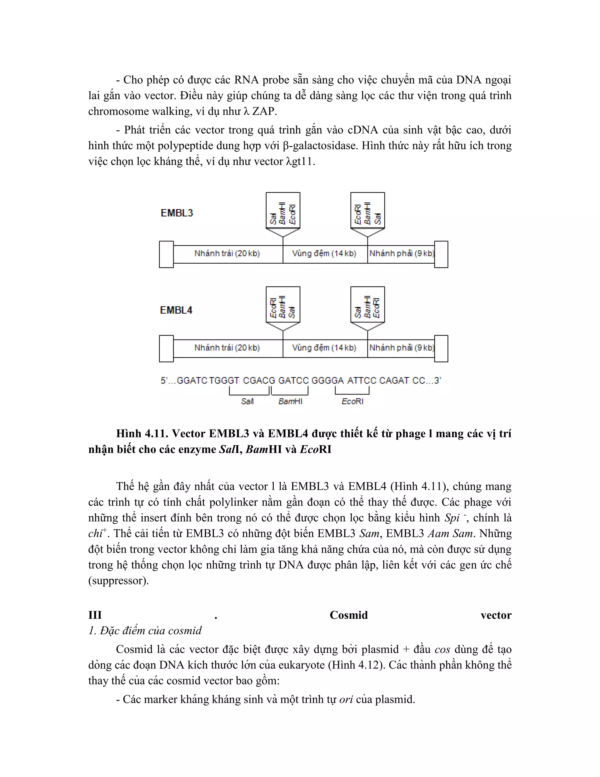 - Cho phép có được các RNA probe sẵn sàng cho việc chuyển mã của DNA ngoại
lai gắn vào vector. Điều này giúp chúng ta dễ dàng sàng lọc các thư viện trong quá trình
chromosome walking, ví dụ như λ ZAP.
- Phát triển các vector trong quá trình gắn vào cDNA của sinh vật bậc cao, dưới
hình thức một polypeptide dung hợp với β-galactosidase. Hình thức này rất hữu ích trong
việc chọn lọc kháng thể, ví dụ như vector λgt11.
Hình 4.11. Vector EMBL3 và EMBL4 được thiết kế từ phage l mang các vị trí
nhận biết cho các enzyme SalI, BamHI và EcoRI
Thế hệ gần đây nhất của vector l là EMBL3 và EMBL4 (Hình 4.11), chúng mang
các trình tự có tính chất polylinker nằm gần đoạn có thể thay thế được. Các phage với
những thể insert đính bên trong nó có thể được chọn lọc bằng kiểu hình Spi -
, chính là
chi+
. Thể cải tiến từ EMBL3 có những đột biến EMBL3 Sam, EMBL3 Aam Sam. Những
đột biến trong vector không chỉ làm gia tăng khả năng chứa của nó, mà còn được sử dụng
trong hệ thống chọn lọc những trình tự DNA được phân lập, liên kết với các gen ức chế
(suppressor).
III . Cosmid vector
1. Đặc điểm của cosmid
Cosmid là các vector đă ̣c biê ̣t được xây dựng bởi plasmid + đầu cos dùng để ta ̣o
dòng các đoa ̣n DNA kích thước lớn của eukaryote (Hình 4.12). Các thành phần không thể
thay thế của các cosmid vector bao gồm:
- Các marker kháng kháng sinh và một trình tự ori của plasmid.
 