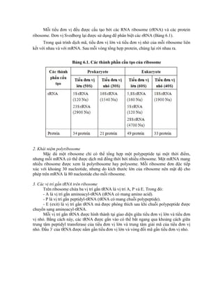 Mỗi tiểu đơn vị đều được cấu tạo bởi các RNA ribosome (rRNA) và các protein
ribosome. Đơn vị Svedberg lại được sử dụng để phân biệt các rRNA (Bảng 6.1).
Trong quá trình dịch mã, tiểu đơn vị lớn và tiểu đơn vị nhỏ của mỗi ribosome liên
kết với nhau và với mRNA. Sau mỗi vòng tổng hợp protein, chúng lại rời nhau ra.
Bảng 6.1. Các thành phần cấu tạo của ribosome
2. Khái niệm polyribosome
Mặc dù một ribosome chỉ có thể tổng hợp một polypeptide tại một thời điểm,
nhưng mỗi mRNA có thể được dịch mã đồng thời bởi nhiều ribosome. Một mRNA mang
nhiều ribosome được xem là polyribosome hay polysome. Mỗi ribosome đơn độc tiếp
xúc với khoảng 30 nucleotide, nhưng do kích thước lớn của ribosome nên mật độ cho
phép trên mRNA là 80 nucleotide cho mỗi ribosome.
3. Các vị trí gắn tRNA trên ribosome
Trên ribosome chứa ba vị trí gắn tRNA là vị trí A, P và E. Trong đó:
- A là vị trí gắn aminoacyl-tRNA (tRNA có mang amino acid).
- P là vị trí gắn peptidyl-tRNA (tRNA có mang chuỗi polypeptide).
- E (exit) là vị trí gắn tRNA mà được phóng thích sau khi chuỗi polypeptide được
chuyển sang aminoacyl-tRNA.
Mỗi vị trí gắn tRNA được hình thành tại giao diện giữa tiểu đơn vị lớn và tiểu đơn
vị nhỏ. Bằng cách này, các tRNA được gắn vào có thể bắt ngang qua khoảng cách giữa
trung tâm peptidyl transferase của tiểu đơn vị lớn và trung tâm giải mã của tiểu đơn vị
nhỏ. Đầu 3' của tRNA được nằm gần tiểu đơn vị lớn và vòng đối mã gần tiểu đơn vị nhỏ.
 