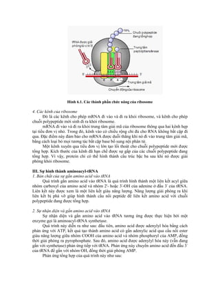 Hình 6.1. Các thành phần chức năng của ribosome
4. Các kênh của ribosome
Đó là các kênh cho phép mRNA đi vào và đi ra khỏi ribosome, và kênh cho phép
chuỗi polypeptide mới sinh đi ra khỏi ribosome.
mRNA đi vào và đi ra khỏi trung tâm giải mã của ribosome thông qua hai kênh hẹp
tại tiểu đơn vị nhỏ. Trong đó, kênh vào có chiều rộng chỉ đủ cho RNA không bắt cặp đi
qua. Đặc điểm này đảm bảo cho mRNA được duỗi thẳng khi nó đi vào trung tâm giải mã,
bằng cách loại bỏ mọi tương tác bắt cặp base bổ sung nội phân tử.
Một kênh xuyên qua tiểu đơn vị lớn tạo lối thoát cho chuỗi polypeptide mới được
tổng hợp. Kích thước của kênh đã hạn chế được sự gấp của các chuỗi polypeptide đang
tổng hợp. Vì vậy, protein chỉ có thể hình thành cấu trúc bậc ba sau khi nó được giải
phóng khỏi ribosome.
III. Sự hình thành aminoacyl-tRNA
1. Bản chất của sự gắn amino acid vào tRNA
Quá trình gắn amino acid vào tRNA là quá trình hình thành một liên kết acyl giữa
nhóm carboxyl của amino acid và nhóm 2'- hoặc 3'-OH của adenine ở đầu 3' của tRNA.
Liên kết này được xem là một liên kết giàu năng lượng. Năng lượng giải phóng ra khi
liên kết bị phá vỡ giúp hình thành cầu nối peptide để liên kết amino acid với chuỗi
polypeptide đang được tổng hợp.
2. Sự nhận diện và gắn amino acid vào tRNA
Sự nhận diện và gắn amino acid vào tRNA tương ứng được thực hiện bởi một
enzyme gọi là aminoacyl-tRNA synthetase.
Quá trình này diễn ra như sau: đầu tiên, amino acid được adenylyl hóa bằng cách
phản ứng với ATP, kết quả tạo thành amino acid có gắn adenylic acid qua cầu nối ester
giàu năng lượng giữa nhóm COOH của amino acid và nhóm phosphoryl của AMP, đồng
thời giải phóng ra pyrophosphate. Sau đó, amino acid được adenylyl hóa này (vẫn đang
gắn với synthetase) phản ứng tiếp với tRNA. Phản ứng này chuyển amino acid đến đầu 3'
của tRNA để gắn với nhóm OH, đồng thời giải phóng AMP.
Phản ứng tổng hợp của quá trình này như sau:
 