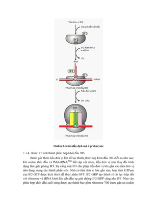 Hình 6.2. Khởi đầu dịch mã ở prokaryote
1.1.4. Bước 3: Hình thành phức hợp khởi đầu 70S
Bước gắn thêm tiểu đơn vị lớn để tạo thành phức hợp khởi đầu 70S diễn ra như sau:
khi codon khởi đầu và fMet-tRNAi
fMet
bắt cặp với nhau, tiểu đơn vị nhỏ thay đổi hình
dạng làm giải phóng IF3. Sự vắng mặt IF3 cho phép tiểu đơn vị lớn gắn vào tiểu đơn vị
nhỏ đang mang các thành phần trên. Nhờ có tiểu đơn vị lớn gắn vào, hoạt tính GTPase
của IF2-GTP được kích thích để thủy phân GTP. IF2-GDP tạo thành có ái lực thấp đối
với ribosome và tRNA khởi đầu dẫn đến sự giải phóng IF2-GDP cũng như IF1. Như vậy
phức hợp khởi đầu cuối cùng được tạo thành bao gồm ribosome 70S được gắn tại codon
 