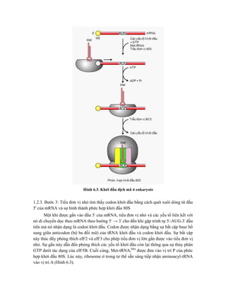 Hình 6.3. Khởi đầu dịch mã ở eukaryote
1.2.3. Bước 3: Tiểu đơn vị nhỏ tìm thấy codon khởi đầu bằng cách quét xuôi dòng từ đầu
5' của mRNA và sự hình thành phức hợp khởi đầu 80S
Một khi được gắn vào đầu 5' của mRNA, tiểu đơn vị nhỏ và các yếu tố liên kết với
nó di chuyển dọc theo mRNA theo hướng 5' → 3' cho đến khi gặp trình tự 5'-AUG-3' đầu
tiên mà nó nhận dạng là codon khởi đầu. Codon được nhận dạng bằng sự bắt cặp base bổ
sung giữa anticodon (bộ ba đối mã) của tRNA khởi đầu và codon khởi đầu. Sự bắt cặp
này thúc đẩy phóng thích eIF2 và eIF3 cho phép tiểu đơn vị lớn gắn được vào tiểu đơn vị
nhỏ. Sự gắn này dẫn đến phóng thích các yếu tố khởi đầu còn lại thông qua sự thủy phân
GTP dưới tác dụng của eIF5B. Cuối cùng, Met-tRNAi
Met
được đưa vào vị trí P của phức
hợp khởi đầu 80S. Lúc này, ribosome ở trong tư thế sẵn sàng tiếp nhận aminoacyl-tRNA
vào vị trí A (Hình 6.3).
 