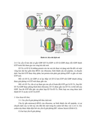 Hình 6.4. Kéo dài dịch mã
2.4. Các yếu tố kéo dài có gắn GDP (EF-Tu-GDP và EF-G-GDP) được đổi GDP thành
GTP trước khi tham gia vào vòng kéo dài mới
EF-Tu và EF-G là những protein xúc tác mà chỉ được sử dụng một lần đối với một
vòng kéo dài bao gồm đưa tRNA vào ribosome, hình thành cầu nối peptide, và chuyển
dịch. Sau khi GTP được thủy phân, hai protein trên phải giải phóng GDP và gắn với một
GTP mới.
Đối với EF-G, do GDP có ái lực thấp với EF-G hơn GTP nên GDP nhanh chóng
được giải phóng và GTP mới được gắn vào.
Đối với EF-Tu, cần có sự tham gia của yếu tố hoán đổi GTP gọi là EF-Ts. Sau khi
EF-Tu-GDP được phóng thích khỏi ribosome, EF-Ts được gắn vào EF-Tu và thế chỗ của
GDP. Sau đó GTP đến gắn vào phức hợp EF-Tu-EF-Ts. Phức hợp sau cùng được tách
thành EF-Ts tự do và EF-Tu-GTP.
3. Giai đoạn kết thúc
3.1. Các yếu tố giải phóng kết thúc dịch mã
Chu kỳ gắn aminoacyl-tRNA của ribosome, sự hình thành cầu nối peptide, và sự
chuyển dịch xảy ra liên tục cho đến khi một trong ba codon kết thúc vào vị trí A. Các
codon này được nhận diện bởi các yếu tố giải phóng (RF: release factor) (Hình 6.5).
Có hai loại yếu tố giải phóng:
 