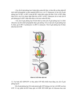 - Các yếu tố giải phóng loại I nhận diện codon kết thúc và thúc đẩy sự thủy phân để
tách chuỗi polypeptide ra khỏi peptidyl-tRNA tại vị trí P. Prokaryote có hai yếu tố giải
phóng loại I là RF1 và RF2, trong đó RF1 nhận diện codon kết thúc UAG và RF2 nhận
diện UGA, còn UAA được nhận diện bởi cả RF1 và RF2. Eukaryote chỉ có một yếu tố
giải phóng gọi là eRF1 nhận diện được cả ba loại codon kết thúc.
- Các yếu tố giải phóng loại II kích thích sự tách yếu tố giải phóng loại I ra khỏi
ribosome sau khi chuỗi polypeptide được giải phóng. Chỉ có một yếu tố giải phóng loại
II, được gọi là RF3 ở prokaryote và eRF3 ở eukaryote. Yếu tố giải phóng loại II được
điều hòa bởi GTP.
Hình 6.5. Kết thúc dịch mã
3.2. Sự hoán đổi GDP/GTP và thủy phân GTP điều khiển hoạt động của yếu tố giải
phóng loại II
Yếu tố giải phóng loại II là một protein gắn GTP nhưng có ái lực với GDP cao hơn
GTP. Vì vậy, phần lớn RF3 được gắn với GDP. RF3-GDP gắn với ribosome theo một
 