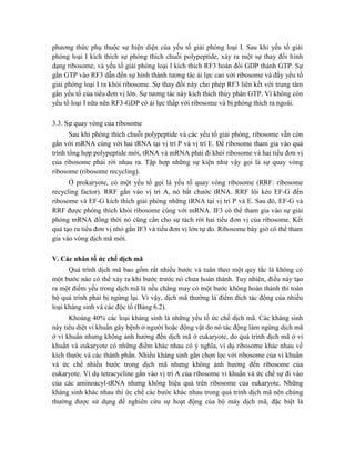 phương thức phụ thuộc sự hiện diện của yếu tố giải phóng loại I. Sau khi yếu tố giải
phóng loại I kích thích sự phóng thích chuỗi polypeptide, xảy ra một sự thay đổi hình
dạng ribosome, và yếu tố giải phóng loại I kích thích RF3 hoán đổi GDP thành GTP. Sự
gắn GTP vào RF3 dẫn đến sự hình thành tương tác ái lực cao với ribosome và đẩy yếu tố
giải phóng loại I ra khỏi ribosome. Sự thay đổi này cho phép RF3 liên kết với trung tâm
gắn yếu tố của tiểu đơn vị lớn. Sự tương tác này kích thích thủy phân GTP. Vì không còn
yếu tố loại I nữa nên RF3-GDP có ái lực thấp với ribosome và bị phóng thích ra ngoài.
3.3. Sự quay vòng của ribosome
Sau khi phóng thích chuỗi polypeptide và các yếu tố giải phóng, ribosome vẫn còn
gắn với mRNA cùng với hai tRNA tại vị trí P và vị trí E. Để ribosome tham gia vào quá
trình tổng hợp polypeptide mới, tRNA và mRNA phải đi khỏi ribosome và hai tiểu đơn vị
của ribosome phải rời nhau ra. Tập hợp những sự kiện như vậy gọi là sự quay vòng
ribosome (ribosome recycling).
Ở prokaryote, có một yếu tố gọi là yếu tố quay vòng ribosome (RRF: ribosome
recycling factor). RRF gắn vào vị trí A, nó bắt chước tRNA. RRF lôi kéo EF-G đến
ribosome và EF-G kích thích giải phóng những tRNA tại vị trí P và E. Sau đó, EF-G và
RRF được phóng thích khỏi ribosome cùng với mRNA. IF3 có thể tham gia vào sự giải
phóng mRNA đồng thời nó cũng cần cho sự tách rời hai tiểu đơn vị của ribosome. Kết
quả tạo ra tiểu đơn vị nhỏ gắn IF3 và tiểu đơn vị lớn tự do. Ribosome bây giờ có thể tham
gia vào vòng dịch mã mới.
V. Các nhân tố ức chế dịch mã
Quá trình dịch mã bao gồm rất nhiều bước và tuân theo một quy tắc là không có
một bước nào có thể xảy ra khi bước trước nó chưa hoàn thành. Tuy nhiên, điều này tạo
ra một điểm yếu trong dịch mã là nếu chẳng may có một bước không hoàn thành thì toàn
bộ quá trình phải bị ngừng lại. Vì vậy, dịch mã thường là điểm đích tác động của nhiều
loại kháng sinh và các độc tố (Bảng 6.2).
Khoảng 40% các loại kháng sinh là những yếu tố ức chế dịch mã. Các kháng sinh
này tiêu diệt vi khuẩn gây bệnh ở người hoặc động vật do nó tác động làm ngừng dịch mã
ở vi khuẩn nhưng không ảnh hưởng đến dịch mã ở eukaryote, do quá trình dịch mã ở vi
khuẩn và eukaryote có những điểm khác nhau có ý nghĩa, ví dụ ribosome khác nhau về
kích thước và các thành phần. Nhiều kháng sinh gắn chọn lọc với ribosome của vi khuẩn
và ức chế nhiều bước trong dịch mã nhưng không ảnh hưởng đến ribosome của
eukaryote. Ví dụ tetracycline gắn vào vị trí A của ribosome vi khuẩn và ức chế sự đi vào
của các aminoacyl-tRNA nhưng không hiệu quả trên ribosome của eukaryote. Những
kháng sinh khác nhau thì ức chế các bước khác nhau trong quá trình dịch mã nên chúng
thường được sử dụng để nghiên cứu sự hoạt động của bộ máy dịch mã, đặc biệt là
 