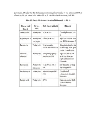 puromycin. Do cấu trúc ba chiều của puromycin giống với đầu 3' của aminoacyl-tRNA
nên nó có thể gắn vào vị trí A và ức chế sự đi vào đây của các aminoacyl-tRNA.
Bảng 6.2. Sự ức chế dịch mã của một số kháng sinh và độc tố
 