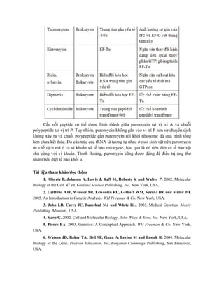 Cầu nối peptide có thể được hình thành giữa puromycin tại vị trí A và chuỗi
polypeptide tại vị trí P. Tuy nhiên, puromycin không gắn vào vị trí P nên sự chuyển dịch
không xảy ra và chuỗi polypeptide gắn puromycin rời khỏi ribosome dù quá trình tổng
hợp chưa kết thúc. Do cấu trúc của tRNA là tương tự nhau ở mọi sinh vật nên puromycin
ức chế dịch mã ở cả vi khuẩn và tế bào eukaryote, hậu quả là nó tiêu diệt cả tế bào vật
chủ cùng với vi khuẩn. Thỉnh thoảng, puromycin cũng được dùng để điều trị ung thư
nhằm tiêu diệt tế bào khối u.
Tài liệu tham khảo/đọc thêm
1. Alberts B, Johnson A, Lewis J, Raff M, Roberts K and Walter P. 2002. Molecular
Biology of the Cell. 4th
ed. Garland Science Publishing, Inc. New York, USA.
2. Griffiths AJF, Wessler SR, Lewontin RC, Gelbart WM, Suzuki DT and Miller JH.
2005. An Introduction to Genetic Analysis. WH Freeman & Co. New York, USA.
3. John LB, Carey JC, Bamshad MJ and White RL. 2003. Medical Genetics. Mosby
Publishing, Missouri, USA.
4. Karp G. 2002. Cell and Molecular Biology. John Wiley & Sons, Inc. New York, USA.
5. Pierce BA. 2003. Genetics: A Conceptual Approach. WH Freeman & Co. New York,
USA.
6. Watson JD, Baker TA, Bell SP, Gann A, Levine M and Losick R. 2004. Molecular
Biology of the Gene. Pearson Education, Inc./Benjamin Cummings Publishing, San Francisco,
USA.
 
