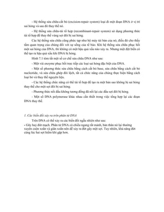 - Hệ thống sửa chữa-cắt bỏ (excision-repair system) loại đi một đoạn DNA ở vị trí
sai hỏng và sau đó thay thế nó.
- Hệ thống sửa chữa-tái tổ hợp (recombinant-repair system) sử dụng phương thức
tái tổ hợp để thay thế vùng sợi đôi bị sai hỏng.
Các hệ thống sửa chữa cũng phức tạp như bộ máy tái bản của nó, điều đó cho thấy
tầm quan trọng của chúng đối với sự sống của tế bào. Khi hệ thống sửa chữa phục hồi
một sai hỏng của DNA, thì không có một hậu quả xấu nào xảy ra. Nhưng một đột biến có
thể tạo ra hậu quả xấu khi DNA bị hỏng.
Hình 7.1 tóm tắt một số cơ chế sửa chữa DNA như sau:
- Một vài enzyme phục hồi trực tiếp các loại sai hỏng đặc biệt của DNA.
- Một số phương thức sửa chữa bằng cách cắt bỏ base, sửa chữa bằng cách cắt bỏ
nucleotide, và sửa chữa ghép đôi lệch, tất cả chức năng của chúng thực hiện bằng cách
loại bỏ và thay thế nguyên liệu.
- Các hệ thống chức năng có thể tái tổ hợp để tạo ra một bản sao không bị sai hỏng
thay thế cho một sợi đôi bị sai hỏng.
- Phương thức nối đầu không tương đồng đã nối lại các đầu sợi đôi bị hỏng.
- Một số DNA polymerase khác nhau cần thiết trong việc tổng hợp lại các đoạn
DNA thay thế.
1. Các biến đổi xảy ra trên phân tử DNA
Trên DNA có thể xảy ra các biến đổi ngẫu nhiên như sau:
- Gãy hay đứt mạch. Phân tử DNA có chiều ngang rất mảnh, bản thân nó lại thường
xuyên cuộn xoắn và giãn xoắn nên dễ xảy ra đứt gãy một sợi. Tuy nhiên, khả năng đứt
cùng lúc hai sợi hiếm khi gặp hơn.
 