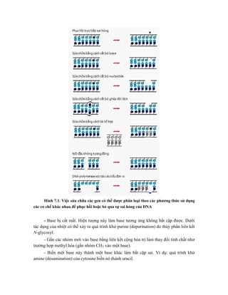 Hình 7.1. Việc sửa chữa các gen có thể được phân loại theo các phương thức sử dụng
các cơ chế khác nhau để phục hồi hoặc bỏ qua sự sai hỏng của DNA
- Base bị cắt mất. Hiện tượng này làm base tương ứng không bắt cặp được. Dưới
tác dụng của nhiệt có thể xảy ra quá trình khử purine (depurination) do thủy phân liên kết
N-glycosyl.
- Gắn các nhóm mới vào base bằng liên kết cộng hóa trị làm thay đổi tính chất như
trường hợp methyl hóa (gắn nhóm CH3 vào một base).
- Biến một base này thành một base khác làm bắt cặp sai. Ví dụ: quá trình khử
amine (desamination) của cytosine biến nó thành uracil.
 