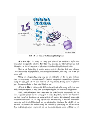 Hình 1.4. Các mức độ tổ chức của phân tử protein
- Cấu trúc bậc 2. Là tương tác không gian giữa các gốc amino acid ở gần nhau
trong chuỗi polypeptide. Cấu trúc được bền vững chủ yếu nhờ liên kết hydrogen hình
thành giữa các liên kết peptide ở kề gần nhau, cách nhau những khoảng xác định.
Cấu trúc bậc 2 của phân tử protein: xoắn  (-helix), lá phiến  và xoắn collagen.
Loại -helix là sợi ở dạng xoắn ốc, cuộn xung quanh một trục, mỗi vòng xoắn có 3,6 gốc
amino acid.
Những sợi collagen chạy song song tạo nên những bó sợi dai của gân. Collagen
cũng có trong xương và trong các mô nối. Elastin là một protein, gồm những sợi protein
tương đối ngắn, gắn kết với nhau nhờ liên kết cộng hóa trị. Những chuỗi polypeptide
quay theo dạng xoắn ốc, tự duỗi xoắn khi có áp lực.
- Cấu trúc bậc 3. Là tương tác không gian giữa các gốc amino acid ở xa nhau
trong chuỗi polypeptide, là dạng cuộn lại trong không gian của toàn chuỗi polypeptide.
Nhiều chuỗi polypeptide trong cơ thể sống tồn tại không phải ở dạng thẳng mà gấp
khúc và qua đó tạo nên cấu trúc không gian ba chiều. Tuy nhiên, cấu trúc này hoàn toàn
xác định, chủ yếu là do trình tự các amino acid và môi trường. Khi một chuỗi polypeptide
tách ra khỏi ribosome sau khi tổng hợp và được đưa vào trong tế bào chất như là môi
trường tạo hình thì nó sẽ hình thành nên cấu trúc tự nhiên rất nhanh, đặc biệt đối với cấu
trúc hình cầu, đem lại cho protein những đặc tính sinh lý quan trọng. Có thể do chuyển
động nhiệt của các chuỗi polypeptide mà các nhóm của các gốc amino acid tiếp xúc với
 
