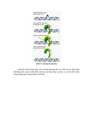 Hình 7.2. Quang tái hoạt hóa
Ghép đôi lệch thường được sửa sai bằng phương thức sửa chữa cắt bỏ, được khởi
đầu bằng một enzyme nhận biết một base sai hỏng thực sự hoặc có sự thay đổi chiều
hướng không gian (spatial path) của DNA.
 