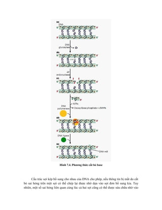 Hình 7.4. Phương thức cắt bỏ base
Cấu trúc sợi kép bổ sung cho nhau của DNA cho phép, nếu thông tin bị mất do cắt
bỏ sai hỏng trên một sợi có thể chép lại được nhờ dựa vào sợi đơn bổ sung kia. Tuy
nhiên, một số sai hỏng liên quan cùng lúc cả hai sợi cũng có thể được sửa chữa nhờ vào
 