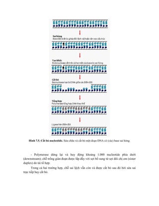 Hình 7.5. Cắt bỏ nucleotide. Sửa chữa và cắt bỏ một đoạn DNA có (các) base sai hỏng.
- Polymerase dừng lại và huy động khoảng 1.000 nucleotide phía dưới
(downstream); chỗ trống gián đoạn được lấp đầy với sợi bổ sung từ sợi đôi chị em (sister
duplex) do tái tổ hợp.
Trong cả hai trường hợp, chỗ sai lệch vẫn còn và được cắt bỏ sau đó bởi sửa sai
trực tiếp hay cắt bỏ.
 