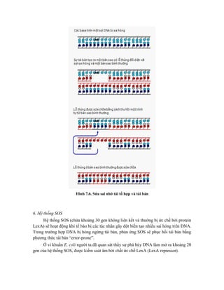 Hình 7.6. Sửa sai nhờ tái tổ hợp và tái bản
6. Hệ thống SOS
Hệ thống SOS (chứa khoảng 30 gen không liên kết và thường bị ức chế bởi protein
LexA) sẽ hoạt động khi tế bào bị các tác nhân gây đột biến tạo nhiều sai hỏng trên DNA.
Trong trường hợp DNA bị hỏng ngừng tái bản, phản ứng SOS sẽ phục hồi tái bản bằng
phương thức tái bản “error-prone”.
Ở vi khuẩn E. coli người ta đã quan sát thấy sự phá hủy DNA làm mở ra khoảng 20
gen của hệ thống SOS, được kiểm soát âm bởi chất ức chế LexA (LexA repressor).
 