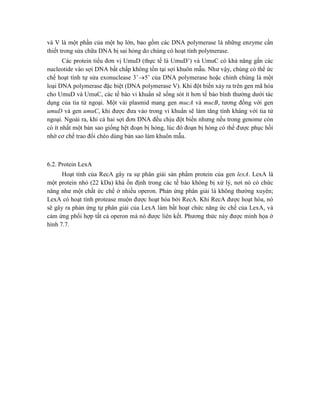và V là một phần của một họ lớn, bao gồm các DNA polymerase là những enzyme cần
thiết trong sửa chữa DNA bị sai hỏng do chúng có hoạt tính polymerase.
Các protein tiểu đơn vị UmuD (thực tế là UmuD’) và UmuC có khả năng gắn các
nucleotide vào sợi DNA bất chấp không tồn tại sợi khuôn mẫu. Như vậy, chúng có thể ức
chế hoạt tính tự sửa exonuclease 3’5’ của DNA polymerase hoặc chính chúng là một
loại DNA polymerase đặc biệt (DNA polymerase V). Khi đột biến xảy ra trên gen mã hóa
cho UmuD và UmuC, các tế bào vi khuẩn sẽ sống sót ít hơn tế bào bình thường dưới tác
dụng của tia tử ngoại. Một vài plasmid mang gen mucA và mucB, tương đồng với gen
umuD và gen umuC, khi được đưa vào trong vi khuẩn sẽ làm tăng tính kháng với tia tử
ngoại. Ngoài ra, khi cả hai sợi đơn DNA đều chịu đột biến nhưng nếu trong genome còn
có ít nhất một bản sao giống hệt đoạn bị hỏng, lúc đó đoạn bị hỏng có thể được phục hồi
nhờ cơ chế trao đổi chéo dùng bản sao làm khuôn mẫu.
6.2. Protein LexA
Hoạt tính của RecA gây ra sự phân giải sản phẩm protein của gen lexA. LexA là
một protein nhỏ (22 kDa) khá ổn định trong các tế bào không bị xử lý, nơi nó có chức
năng như một chất ức chế ở nhiều operon. Phản ứng phân giải là không thường xuyên;
LexA có hoạt tính protease muộn được hoạt hóa bởi RecA. Khi RecA được hoạt hóa, nó
sẽ gây ra phản ứng tự phân giải của LexA làm bất hoạt chức năng ức chế của LexA, và
cảm ứng phối hợp tất cả operon mà nó được liên kết. Phương thức này được minh họa ở
hình 7.7.
 