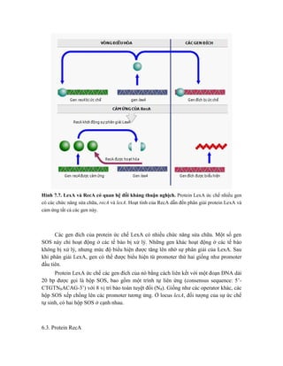 Hình 7.7. LexA và RecA có quan hệ đối kháng thuận nghịch. Protein LexA ức chế nhiều gen
có các chức năng sửa chữa, recA và lexA. Hoạt tính của RecA dẫn đến phân giải protein LexA và
cảm ứng tất cả các gen này.
Các gen đích của protein ức chế LexA có nhiều chức năng sửa chữa. Một số gen
SOS này chỉ hoạt động ở các tế bào bị xử lý. Những gen khác hoạt động ở các tế bào
không bị xử lý, nhưng mức độ biểu hiện được tăng lên nhờ sự phân giải của LexA. Sau
khi phân giải LexA, gen có thể được biểu hiện từ promoter thứ hai giống như promoter
đầu tiên.
Protein LexA ức chế các gen đích của nó bằng cách liên kết với một đoạn DNA dài
20 bp được gọi là hộp SOS, bao gồm một trình tự liên ứng (consensus sequence: 5’-
CTGTN8ACAG-3’) với 8 vị trí bảo toàn tuyệt đối (N8). Giống như các operator khác, các
hộp SOS xếp chồng lên các promoter tương ứng. Ở locus lexA, đối tượng của sự ức chế
tự sinh, có hai hộp SOS ở cạnh nhau.
6.3. Protein RecA
 