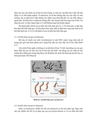 được hai yêu cầu chính của tế bào là sinh trưởng và sinh sản. Sự điều hòa ở đây rất linh
động và có tính thuận nghịch. Ở eukaryote, do tế bào không tiếp xúc trực tiếp với môi
trường, nên sự điều hòa ở đây không còn nhằm mục đích đối phó với các biến động ở
ngoại bào. Sự điều hòa ở eukaryote hướng đến việc chuyên biệt hóa từng loại tế bào vào
từng cấu trúc và chức năng riêng và vì thế không mang tính thuận nghịch.
Ba thành phần chính của sự điều hòa biểu hiện gen là: 1) Tín hiệu gây ra đáp ứng
làm thay đổi biểu hiện gen; 2) Giai đoạn được thực hiện sự điều hòa trong quá trình từ tái
bản đến dịch mã; và 3) Cơ chế phân tử của sự điều hòa biểu hiện gen.
4.1. Sự biểu hiện của gen ở prokaryote
Bộ máy di truyền của sinh vật prokaryote là một DNA mạch vòng chứa một số
lượng gen giới hạn được phiên mã ở trạng thái tiếp xúc trực tiếp với tế bào chất (Hình
8.1).
Chu trình tế bào ngắn và không có sự biệt hóa tế bào. Vì thế, hoạt động của các gen
được điều hòa do các nhu cầu của tế bào khi cần thiết. Tác động của các nhân tố môi
trường làm những gen tương ứng được mở để phiên mã, dịch mã tổng hợp protein hay có
hiệu quả ngược làm dừng lại.
Hình 8.1. Sự biểu hiện gen ở prokaryote
4.2. Sự biểu hiện của gen ở eukaryote
Khác với prokaryote, nhiễm sắc thể của eukaryote có cấu trúc phức tạp. Ngay trên
cấu trúc nhiễm sắc thể có sự tham gia của các protein histone có vai trò điều hòa biểu
 