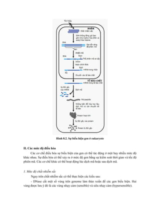 Hình 8.2. Sự biểu hiện gen ở eukaryote
II. Các mức độ điều hòa
Các cơ chế điều hòa sự biểu hiện của gen có thể tác động ở một hay nhiều mức độ
khác nhau. Sự điều hòa có thể xảy ra ở mức độ gen bằng sự kiểm soát thời gian và tốc độ
phiên mã. Các cơ chế khác có thể hoạt động lúc dịch mã hoặc sau dịch mã.
1. Mức độ chất nhiễm sắc
Ngay trên chất nhiễm sắc có thể thực hiện các kiểu sau:
- DNase cắt một số vùng trên genome làm tháo xoắn để các gen biểu hiện. Hai
vùng được lưu ý đó là các vùng nhạy cảm (sensible) và siêu nhạy cảm (hypersensible).
 