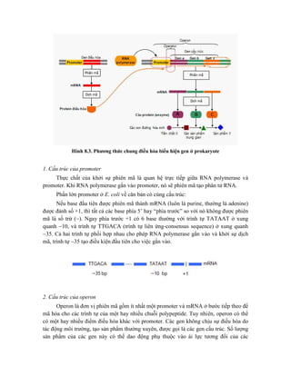 Hình 8.3. Phương thức chung điều hòa biểu hiện gen ở prokaryote
1. Cấu trúc của promoter
Thực chất của khởi sự phiên mã là quan hệ trực tiếp giữa RNA polymerase và
promoter. Khi RNA polymerase gắn vào promoter, nó sẽ phiên mã tạo phân tử RNA.
Phần lớn promoter ở E. coli về căn bản có cùng cấu trúc:
Nếu base đầu tiên được phiên mã thành mRNA (luôn là purine, thường là adenine)
được đánh số +1, thì tất cả các base phía 5’ hay “phía trước” so với nó không được phiên
mã là số trừ (). Ngay phía trước +1 có 6 base thường với trình tự TATAAT ở xung
quanh 10, và trình tự TTGACA (trình tự liên ứng-consensus sequence) ở xung quanh
35. Cả hai trình tự phối hợp nhau cho phép RNA polymerase gắn vào và khởi sự dịch
mã, trình tự 35 tạo điều kiện đầu tiên cho việc gắn vào.
2. Cấu trúc của operon
Operon là đơn vị phiên mã gồm ít nhất một promoter và mRNA ở bước tiếp theo để
mã hóa cho các trình tự của một hay nhiều chuỗi polypeptide. Tuy nhiên, operon có thể
có một hay nhiều điểm điều hòa khác với promoter. Các gen không chịu sự điều hòa do
tác động môi trường, tạo sản phẩm thường xuyên, được gọi là các gen cấu trúc. Số lượng
sản phẩm của các gen này có thể dao động phụ thuộc vào ái lực tương đối của các
 