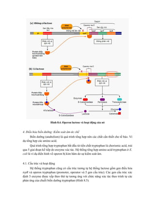 Hình 8.4. Operon lactose và hoạt động của nó
4. Điều hòa biến dưỡng: Kiểm soát âm-ức chế
Biến dưỡng (anabolism) là quá trình tổng hợp nên các chất cần thiết cho tế bào. Ví
dụ tổng hợp các amino acid.
Quá trình tổng hợp tryptophan bắt đầu từ tiền chất tryptophan là chorismic acid, trải
qua 5 giai đoạn kế tiếp do enzyme xúc tác. Hệ thống tổng hợp amino acid tryptophan ở E.
coli là ví dụ điển hình về operon bị kìm hãm do sự kiểm soát âm.
4.1. Cấu trúc và hoạt động
Hệ thống tryptophan cũng có cấu trúc tương tự hệ thống lactose gồm gen điều hòa
trpR và operon tryptophan (promoter, operator và 5 gen cấu trúc). Các gen cấu trúc xác
định 5 enzyme được xếp theo thứ tự tương ứng với chức năng xúc tác theo trình tự các
phản ứng của chuỗi biến dưỡng tryptophan (Hình 8.5).
 