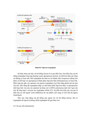 Hình 8.5. Operon tryptophan
Sự khác nhau căn bản với hệ thống lactose là ở gen điều hòa. Gen điều hòa của hệ
thống tryptophan tổng hợp thường xuyên aporepressor protein, là chất kìm hãm mà riêng
nó không có hoạt tính. Khi tryptophan dư thừa nó trở thành chất corepressor (đồng kìm
hãm) và kết hợp với aporepressor thành phức hợp kìm hãm (holorepressor) có hoạt tính.
Phức hợp này gắn vào operator của operon tryptophan (trp) làm dừng phiên mã các gen
cấu trúc. Khi nồng độ tryptophan thấp, nó tách khỏi phức hợp kìm hãm và aporepressor
mất hoạt tính. Lúc này các operator lại được mở và RNA polymerase dịch mã 5 gen cấu
trúc để tổng hợp 5 enzyme tạo tryptophan (Hình 8.5). Sự điều hòa kiểu này còn gọi là
điều hòa ức chế ngược (retro-inhibition) do sản phẩm cuối cùng có mối liên hệ ngược
(feed-back).
Như vậy, hoạt động của hệ thống này ngược lại với hệ thống lactose: khi có
tryptophan thì operon bị đóng, thiếu tryptophan thì gen được mở.
4.2. Sự suy yếu (attenuation)
 