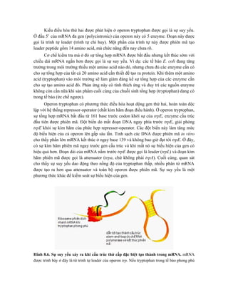 Kiểu điều hòa thứ hai được phát hiện ở operon tryptophan được gọi là sự suy yếu.
Ở đầu 5’ của mRNA đa gen (polycistronic) của operon này có 5 enzyme. Đoạn này được
gọi là trình tự leader (trình tự chỉ huy). Một phần của trình tự này được phiên mã tạo
leader peptide gồm 14 amino acid, mà chức năng đến nay chưa rõ.
Cơ chế kiểm tra mà ở đó sự tổng hợp mRNA được bắt đầu nhưng kết thúc sớm với
chiều dài mRNA ngắn hơn được gọi là sự suy yếu. Ví dụ: các tế bào E. coli đang tăng
trưởng trong môi trường thiếu một amino acid nào đó, nhưng chưa đủ các enzyme cần có
cho sự tổng hợp của tất cả 20 amino acid cần thiết để tạo ra protein. Khi thêm một amino
acid (tryptophan) vào môi trường sẽ làm giảm đáng kể sự tổng hợp của các enzyme cần
cho sự tạo amino acid đó. Phản ứng này có tính thích ứng và duy trì các nguồn enzyme
không còn cần nữa khi sản phẩm cuối cùng của chuỗi sinh tổng hợp (tryptophan) đang có
trong tế bào (ức chế ngược).
Operon tryptophan có phương thức điều hòa hoạt động gen thứ hai, hoàn toàn độc
lập với hệ thống repressor-operator (chất kìm hãm đoạn điều hành). Ở operon tryptophan,
sự tổng hợp mRNA bắt đầu từ 161 base trước codon khởi sự của trpE, enzyme cấu trúc
đầu tiên được phiên mã. Đột biến do mất đoạn DNA ngay phía trước trpE, giải phóng
trpE khỏi sự kìm hãm của phức hợp represser-operator. Các đột biến này làm tăng mức
độ biểu hiện của cả operon lên gấp sáu lần. Tinh sạch các DNA được phiên mã in vitro
cho thấy phần lớn mRNA kết thúc ở ngay base 139 và không bao giờ đạt tới trpE. Ở đây,
có sự kìm hãm phiên mã ngay trước gen cấu trúc và khi mất nó sự biểu hiện của gen có
hiệu quả hơn. Đoạn dài của mRNA nằm trước trpE được gọi là leader (trpL) và đoạn kìm
hãm phiên mã được gọi là attenuator (trpa, chứ không phải trpA). Cuối cùng, quan sát
cho thấy sự suy yếu dao động theo nồng độ của tryptophan thấp, nhiều phân tử mRNA
được tạo ra hơn qua attenuator và toàn bộ operon được phiên mã. Sự suy yếu là một
phương thức khác để kiểm soát sự biểu hiện của gen.
Hình 8.6. Sự suy yếu xảy ra khi cấu trúc thứ cấp đặc biệt tạo thành trong mRNA. mRNA
được trình bày ở đây là từ trình tự leader của operon trp. Nếu tryptophan trong tế bào phong phú
 