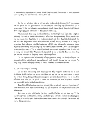 và trình tự leader được phiên dịch nhanh, thì mRNA sẽ tạo thành cấu trúc thân và quai (stem-and-
loop) hoạt động như là một tín hiệu kết thúc phiên mã.
Cơ chế suy yếu thực hiện sự kết hợp giữa phiên mã và dịch mã. RNA polymerase
bắt đầu phiên mã các gen mã hóa cho các enzyme sinh tổng hợp cần thiết để tạo ra
tryptophan. Ví dụ: khi hiện diện tryptophan nó nhanh chóng đạt tới điểm (trên RNA mới
được tổng hợp) gọi là attenuator và dừng phiên mã tại đây.
Attenuator có chức năng như điểm kết thúc chỉ khi tryptophan hiện diện. Sự phiên
mã dừng khi trình tự leader đạt attenuator. Nếu có đủ trytophan trong tế bào, sự dịch mã
của các codon được thực hiện, và cả phiên mã và dịch mã được thực hiện hoàn chỉnh cho
đến lúc RNA polymerase đạt tới điểm attenuator, nơi kết thúc sự phiên mã. Khi không có
trytophan, dịch mã dừng và phần leader của mRNA cuộn lại sao cho attenuator không
thực hiện chức năng, trong trường hợp này sự tổng hợp của mRNA toàn vẹn cho operon
tryptophan được tạo ra. Với sự hiện diện của các enzyme đó, trytophan được tích lũy với
số lượng lớn trong tế bào. Attenuator là dạng tinh tế của sự ức chế, điều hòa hoạt động
gen, tạo đặc hiệu cho sự tổng hợp amino acid trong tế bào.
Cơ chế repressor điều hòa thô hệ thống tryptophan, trong khi đó hệ thống cơ chế
attenuation kiểm soát nồng độ tryptophan một cách tinh tế. Sự suy yếu của operon Trp
cũng nhạy cảm với nồng độ của một số amino acid như histidine và leucine.
5. Kiểm soát dương và cảm ứng
Cơ chế điều hòa dương, cảm ứng được tìm thấy ở operon arabinose của E. coli.
Arabinose là chất đường, cần ba enzyme (được mã hóa bởi các gen araB, araA và araD)
cho sự biến dưỡng. Hai gen khác nằm xa operon góp phần đưa arabinose vào tế bào. Gen
điều hòa araC nằm gần các gen B, A và D. Sản phẩm của gen araC là protein kìm hãm
của operon khi không có đường arabinose.
Tuy nhiên, khi có đường arabinose trong tế bào, nó gắn với repressor (protein araC)
hình thành nên phức hợp activator (hoạt tố) tạo thuận tiện cho sự phiên mã của RNA
polymerase.
Trên thực tế, các nghiên cứu cho thấy cơ chế điều hòa này rất phức tạp. Ví dụ:
cAMP và protein hoạt hóa thoái dưỡng (catabolite gene activator protein) còn được gọi là
CRP (cyclic AMP receptor protein-protein thể nhận cAMP) đều tham gia vào sự điều hòa
của hệ thống arabinose.
 