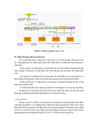 Hình 8.7. Operon arabinose của E. coli
IV. Điều hòa hoạt tính của eukaryote
Các cơ chế điều hòa ở eukaryote có thể xảy ra ở 5-6 mức độ khác nhau (xem mục
II). Trong phần này chỉ nhấn mạnh thêm một số đặc điểm của điều hòa hoạt động gen ở
eukaryote:
- Ở các operon của prokaryote, các gen điều hòa và các promoter thường nằm gần
nhau, nhưng ở eukaryote các gen điều hòa ít khi nằm gần các promoter do chúng kiểm
soát.
- Các enhancer là những trình tự cùng nằm trên một phân tử với các promoter có
thể có hàng trăm cặp base ở phía trước hoặc phía sau promoter mà chúng kích thích.
- Trình tự điều hòa 5’ ở phía trước có promoter ở eukaryote thường rất dài, có khi
hàng chục kilobase (kb).
- Có nhiều kiểu điều hòa ở dạng các nhân tố có tác động từ xa (trans) là các protein.
Sự phiên mã có thể được kích thích bởi các tín hiệu khác nhau. Sự điều hòa hoạt
động gen ở prokaryote phần lớn đáp ứng lại các tín hiệu bên trong.
1. Các promoter
Tương tự như ở vi khuẩn, các promoter của eukaryote cùng nằm phía trước điểm
xuất phát của mRNA và có những trình tự được bảo tồn trong tiến hóa. Hộp TATA, định
hướng cho RNA polymerase bắt đầu phiên mã, nằm khoảng dưới 30 basepair (bp) ở động
vật có vú, và 60-120 ở nấm men. Hộp TATA hoạt động có hiệu quả cùng với hai trình tự
tương ứng phía trước khoảng 40 bp là CCAAT và 110 bp là trình tự giàu GC.
 