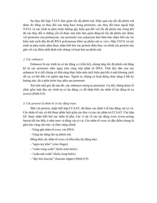 Sự thay đổi hộp TATA làm giảm tốc độ phiên mã. Hiệu quả của tốc độ phiên mã
được đo bằng sự thay đổi của từng base trong promoter, các thay đổi base ngoài hộp
TATA và các trình tự phía trước không gây hiệu quả đối với tốc độ phiên mã, trong khi
đó các thay đổi ở những yếu tố được nêu trên làm giảm đáng kể tốc độ phiên mã. Khác
với promoter của prokaryote, các promoter của eukaryote khó đảm bảo nhận biết các tín
hiêu một cách đầy đủ để RNA polymerase khởi sự phiên mã in vitro. Hộp TATA và các
trình tự phía trước phải được nhận biết bởi các protein điều hòa, và chính các protein này
gắn với các điểm nhất định trên chúng và hoạt hóa sự phiên mã.
2. Các enhancer
Enhancer là các trình tự có tác động cis (liền kề), chúng tăng tốc độ phiên mã đáng
kể từ các promoter nằm ngay trên cùng một phân tử DNA. Tính độc đáo của các
enhancer là ở chỗ chúng có khả năng thực hiện một cách hiệu quả khi ở một khoảng cách
rất xa, có khi đến vài nghìn cặp base. Ngoài ra, chúng có hoạt động chức năng ở bất kỳ
hướng nào, dù ở phía trước hay phía sau promoter.
Xét trên một góc độ nào đó, các enhancer tương tự promoter. Cụ thể, chúng được tổ
chức gồm một dãy các trình tự có tác động cis để nhận biết các nhân tố tác động từ xa
(trans) (Hình 8.8).
3. Các protein là nhân tố có tác động trans
Một vài protein, nhận biết hộp CCAAT, đã được xác định ở tế bào động vật có vú.
Các nhân tố này có thể được phân biệt giữa các đơn vị của các phân tử CCAAT. Các hộp
GC được nhận biết bởi các nhân tố phụ. Các ví dụ về các tác động trans (trans-acting
factor) đã tìm thấy ở nấm men và động vật có vú. Các nhân tố trans có đặc điểm chung là
gồm hai vùng cấu trúc và chức năng chính:
- Vùng gắn nhân tố trans vào DNA.
- Vùng tác động lên sự phiên mã.
Đồng thời các nhân tố trans có bốn kiểu tác động như:
- “ngón tay kẽm” (zinc-finger)
- “xoắn-vòng-xoắn” (helix-turn-helix)
- “xoắn-nút-xoắn” (helix-loop-helix)
- “dây kéo leucine” (leucine-zipper) (Hình 8.9).
 