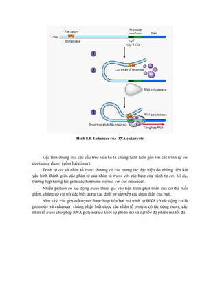 Hình 8.8. Enhancer của DNA eukaryote
Đặc tính chung của các cấu trúc vừa kể là chúng luôn luôn gắn lên các trình tự cis
dưới dạng dimer (gồm hai dimer).
Trình tự cis và nhân tố trans thường có các tương tác đặc hiệu do những liên kết
yếu hình thành giữa các phân tử của nhân tố trans với các base của trình tự cis. Ví dụ,
trường hợp tương tác giữa các hormone steroid với các enhancer.
Nhiều protein có tác động trans tham gia vào tiến trình phát triển của cơ thể ruồi
giấm, chúng có vai trò đặc biệt trong xác định sự sắp xếp các đoạn thân của ruồi.
Như vậy, các gen eukaryote được hoạt hóa bởi hai trình tự DNA có tác động cis là
promoter và enhancer, chúng nhận biết được các nhân tố protein có tác động trans, các
nhân tố trans cho phép RNA polymerase khởi sự phiên mã và đạt tốc độ phiên mã tối đa.
 