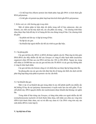 - Có thể hoạt hóa effector protein làm thành phức hợp gắn DNA và kích thích gắn
RNA polymerase.
- Có thể gắn với protein tạo phức hợp hoạt hóa kích thích gắn RNA polymerase.
5. Kiểm soát các chất thường gặp trong nhân
Một số nhóm phân tử hiện diện rất nhiều trong mỗi tế bào eukaryote, như các
histone, các chất của bộ máy dịch mã, các cấu phần của màng… Vài chương trình khác
nhau được thực hiện để duy trì số lượng đủ lớn của chúng trong tế bào. Các chương trình
đó gồm:
- Sự phiên mã liên tục và lặp lại trong tế bào.
- Sự lặp lại các gen.
- Sự khuếch đại ngoài nhiễm sắc thể các trình tự gen đặc hiệu.
5.1. Sự phong phú
Các gen mã hóa cho rRNA và tRNA đã được nghiên cứu kỹ. Phản ứng lai đơn giản
DNA-RNA cho thấy nhiễm sắc thể của Xenopus có vùng tổ chức hạch nhân (nucleolus
organizer) chứa 450 bản sao của DNA mã hóa cho 18S và 28S rRNA. Ngược lại, trong
mỗi nhân có 20.000 bản sao của các gen mã hóa cho 5S rRNA và các gen này không nằm
ở vùng tổ chức hạch nhân.
Các gen mã hóa cho histone cũng có với nhiều bản sao được lặp lại hàng trăm lần.
Sự phong phú của các gen nêu trên đảm bảo đủ số lượng cần thiết cho dịch mã khi
phải tổng hợp hàng triệu phân tử protein vào lúc cần thiết.
5.2. Sự khuếch đại gen
Một ví dụ về sự khuếch đại gen trong nhân là các chỗ phình (puff) của nhiễm sắc
thể khổng lồ hay đa sợi (polytene chromosome) ở tuyến nước bọt của ruồi giấm. Ở các
chỗ phình này, DNA nguyên nhiễm sắc (euchromatic) được khuếch đại khoảng vài nghìn
lần.
Trong nhân tế bào trứng của Xenopus, có hàng trăm nhân con ngoài nhiễm sắc thể
(extrachromosome nucleoli) với kích thước khác nhau, mỗi nhân con chứa các vòng tròn
rDNA kích thước khác nhau, mà vai trò đến nay chưa rõ. Các DNA vòng tròn này sản
sinh nhiều rRNA ở mức hợp lý.
V. Sự biệt hóa tế bào
 