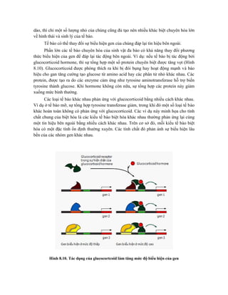 dào, thì chỉ một số lượng nhỏ của chúng cũng đủ tạo nên nhiều khác biệt chuyên hóa lớn
về hình thái và sinh lý của tế bào.
Tế bào có thể thay đổi sự biểu hiện gen của chúng đáp lại tín hiệu bên ngoài.
Phần lớn các tế bào chuyên hóa của sinh vật đa bào có khả năng thay đổi phương
thức biểu hiện của gen để đáp lại tác động bên ngoài. Ví dụ: nếu tế bào bị tác động bởi
glucocorticoid hormone, thì sự tổng hợp một số protein chuyên biệt được tăng vọt (Hình
8.10). Glucocorticoid được phóng thích ra khi bị đói bụng hay hoạt động mạnh và báo
hiệu cho gan tăng cường tạo glucose từ amino acid hay các phân tử nhỏ khác nhau. Các
protein, được tạo ra do các enzyme cảm ứng như tyrosine aminotransferase hỗ trợ biến
tyrosine thành glucose. Khi hormone không còn nữa, sự tổng hợp các protein này giảm
xuống mức bình thường.
Các loại tế bào khác nhau phản ứng với glucocorticoid bằng nhiều cách khác nhau.
Ví dụ ở tế bào mỡ, sự tổng hợp tyrosine transferase giảm, trong khi đó một số loại tế bào
khác hoàn toàn không có phản ứng với glucocorticoid. Các ví dụ này minh họa cho tính
chất chung của biệt hóa là các kiểu tế bào biệt hóa khác nhau thường phản ứng lại cùng
một tín hiệu bên ngoài bằng nhiều cách khác nhau. Trên cơ sở đó, mỗi kiểu tế bào biệt
hóa có một đặc tính ổn định thường xuyên. Các tính chất đó phản ánh sự biểu hiện lâu
bền của các nhóm gen khác nhau.
Hình 8.10. Tác dụng của glucocortcoid làm tăng mức độ biểu hiện của gen
 
