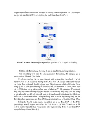 enzyme hạn chế khác nhau được tinh sạch từ khoảng 250 chủng vi sinh vật. Các enzyme
hạn chế cắt các phân tử DNA sợi đôi theo hai cách khác nhau (Hình 9.1):
Hình 9.1. Hai kiểu cắt của enzyme hạn chế. (a) tạo ra đầu so le, và (b) tạo ra đầu bằng.
- Cắt trên một đường thẳng đối xứng để tạo ra các phân tử đầu bằng (đầu thô).
- Cắt trên những vị trí nằm đối xứng quanh một đường thẳng đối xứng để tạo ra
những phân tử đầu so le (đầu dính).
Vì một enzyme hạn chế chỉ nhận biết một trình tự duy nhất, cho nên số vị trí cắt
trên một phân tử DNA đặc biệt thường là nhỏ. Các đoạn DNA được cắt bởi enzyme hạn
chế có thể được phân tách theo kích thước bằng điện di agarose gel để nghiên cứu. Do sự
tương tự của tổ chức phân tử trong tất cả các cơ thể, cho nên DNA vi khuẩn, DNA thực
vật và DNA động vật có vú tương hợp nhau về cấu trúc. Vì thế, một đoạn DNA từ một
dạng sống này có thể dễ dàng được pha trộn với DNA của một dạng sống khác. Sự tương
tự này cũng phù hợp đối với plasmid, nhân tố di truyền ngoài nhân được tìm thấy trong
nhiều loài vi khuẩn khác nhau. Chúng là những phân tử DNA mạch vòng đóng sợi đôi
được dùng làm vector mang các đoạn DNA ngoại lai dùng trong kỹ thuật tái tổ hợp DNA.
Giống như EcoRI, nhiều enzyme hạn chế đã tạo ra các đoạn DNA với đầu 5’ lồi
(protruding). Một số enzyme hạn chế (ví dụ: PstI) đã tạo ra các đoạn DNA có đầu 3’ lồi.
Một số enzyme hạn chế khác (ví dụ: BalI) cắt ở trục đối xứng để tạo ra các đoạn DNA
mang đầu bằng (blunt) (Bảng 9.1).
 