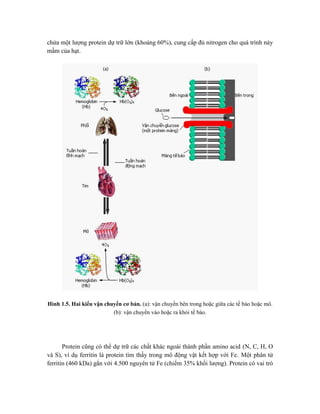 chứa một lượng protein dự trữ lớn (khoảng 60%), cung cấp đủ nitrogen cho quá trình nảy
mầm của hạt.
Hình 1.5. Hai kiểu vận chuyển cơ bản. (a): vận chuyển bên trong hoặc giữa các tế bào hoặc mô.
(b): vận chuyển vào hoặc ra khỏi tế bào.
Protein cũng có thể dự trữ các chất khác ngoài thành phần amino acid (N, C, H, O
và S), ví dụ ferritin là protein tìm thấy trong mô động vật kết hợp với Fe. Một phân tử
ferritin (460 kDa) gắn với 4.500 nguyên tử Fe (chiếm 35% khối lượng). Protein có vai trò
 
