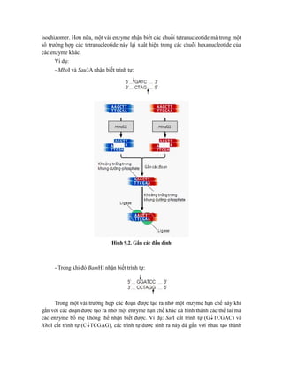 isochizomer. Hơn nữa, một vài enzyme nhận biết các chuỗi tetranucleotide mà trong một
số trường hợp các tetranucleotide này lại xuất hiện trong các chuỗi hexanucleotide của
các enzyme khác.
Ví dụ:
- MboI và Sau3A nhận biết trình tự:
Hình 9.2. Gắn các đầu dính
- Trong khi đó BamHI nhận biết trình tự:
Trong một vài trường hợp các đoạn được tạo ra nhờ một enzyme hạn chế này khi
gắn với các đoạn được tạo ra nhờ một enzyme hạn chế khác đã hình thành các thể lai mà
các enzyme bố mẹ không thể nhận biết được. Ví dụ: SalI cắt trình tự (GTCGAC) và
XhoI cắt trình tự (CTCGAG), các trình tự được sinh ra này đã gắn với nhau tạo thành
 