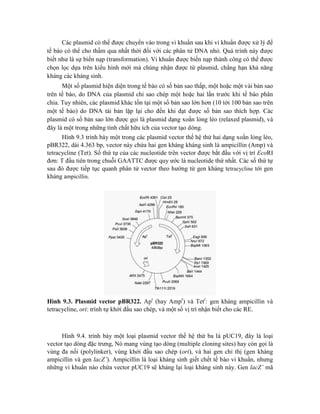 Các plasmid có thể được chuyển vào trong vi khuẩn sau khi vi khuẩn được xử lý để
tế bào có thể cho thấm qua nhất thời đối với các phân tử DNA nhỏ. Quá trình này được
biết như là sự biến nạp (transformation). Vi khuẩn được biến nạp thành công có thể được
chọn lọc dựa trên kiểu hình mới mà chúng nhận được từ plasmid, chẳng hạn khả năng
kháng các kháng sinh.
Một số plasmid hiện diện trong tế bào có số bản sao thấp, một hoặc một vài bản sao
trên tế bào, do DNA của plasmid chỉ sao chép một hoặc hai lần trước khi tế bào phân
chia. Tuy nhiên, các plasmid khác tồn tại một số bản sao lớn hơn (10 tới 100 bản sao trên
một tế bào) do DNA tái bản lặp lại cho đến khi đạt được số bản sao thích hợp. Các
plasmid có số bản sao lớn được gọi là plasmid dạng xoắn lỏng lẻo (relaxed plasmid), và
đây là một trong những tính chất hữu ích của vector tạo dòng.
Hình 9.3 trình bày một trong các plasmid vector thế hệ thứ hai dạng xoắn lỏng lẻo,
pBR322, dài 4.363 bp, vector này chứa hai gen kháng kháng sinh là ampicillin (Amp) và
tetracycline (Tet). Số thứ tự của các nucleotide trên vector được bắt đầu với vị trí EcoRI
đơn: T đầu tiên trong chuỗi GAATTC được quy ước là nucleotide thứ nhất. Các số thứ tự
sau đó được tiếp tục quanh phân tử vector theo hướng từ gen kháng tetracycline tới gen
kháng ampicillin.
Hình 9.3. Plasmid vector pBR322. Apr
(hay Ampr
) và Tetr
: gen kháng ampicillin và
tetracycline, ori: trình tự khởi đầu sao chép, và một số vị trí nhận biết cho các RE.
Hình 9.4. trình bày một loại plasmid vector thế hệ thứ ba là pUC19, đây là loại
vector tạo dòng đặc trưng, Nó mang vùng tạo dòng (multiple cloning sites) hay còn gọi là
vùng đa nối (polylinker), vùng khởi đầu sao chép (ori), và hai gen chỉ thị (gen kháng
ampicillin và gen lacZ’). Ampicillin là loại kháng sinh giết chết tế bào vi khuẩn, nhưng
những vi khuẩn nào chứa vector pUC19 sẽ kháng lại loại kháng sinh này. Gen lacZ’ mã
 