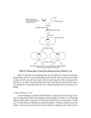 Hình 9.5. Phương thức cơ bản để tạo dòng gen trong vi khuẩn E. coli
Hình 9.5 trình bày toàn bộ phương thức sản xuất DNA tái tổ hợp (tạo dòng gen).
Plasmid được cắt ở các vị trí xác định bằng enzyme hạn chế. DNA của một genome ngoại
lai được cắt bởi cùng một loại enzyme, một số đoạn trong đó có thể có gen quan tâm.
Plasmid và các đoạn của genome được phối trộn và kết hợp nhờ enzyme DNA ligase.
Các plasmid tái tổ hợp được biến nạp vào vi khuẩn bằng đồng nuôi cấy plasmid và vi
khuẩn.
2. Bacteriophage  vector
Các bacteriophage có nhiều ưu điểm khi được sử dụng làm vector tạo dòng. Vector
dược sử dụng rộng rãi nhất là bacteriophage  để gây nhiễm vào tế bào E. coli. Một trong
những ưu điểm chính của phage  là có hiệu quả chuyển DNA vào trong tế bào vi khuẩn
cao. Ưu điểm thứ hai là một phần ba của genome phage  là không cần thiết cho sự xâm
nhiễm và sinh sản của nó trong tế bào vật chủ, không có những gen này, một tiểu thể 
 