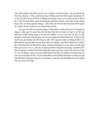 vẫn chuyển thành công DNA của nó vào vi khuẩn và sinh sản được. Các gen không cần
thiết này, khoảng >15 kb, có thể được thay thế bằng một đoạn DNA ngoại lai khoảng 15-
23 kb. Ưu điểm thứ ba là DNA sẽ không bị đóng gói trong vỏ  trừ khi nó dài từ 40-50
kb; vì thế các đoạn DNA ngoại lai không bao giờ được chuyển vào tế bào trừ khi chúng
được chèn vào trong genome phage , điều kiện cần thiết để đảm bảo đoạn DNA ngoại
lai sẽ được tái bản sau khi nó vào trong tế bào vật chủ.
Các gen cần thiết của genome phage  được định vị trong một cụm. Các chủng của
phage , được gọi là vector thay thế, đã được biến đổi di truyền với một vị trí RE duy
nhất cho EcoRI (chủng phage  thế hệ mới EMBL 3 có ba vị trí cho các RE: EcoRI,
BamHI và SalI) trên một mặt khác của các gen không cần thiết (Hình 9.6). Vì thế, có thể
loại bỏ các gen không cần thiết bằng EcoRI. DNA ngoại lai được cắt bằng EcoRI sẽ có
đầu dính bổ sung cho đầu của các đoạn DNA của phage  cần thiết (nhánh trái và phải),
để có thể được kết nối bằng DNA ligase. Genome của phage  có các đoạn sợi đơn ngắn
được gọi là các vị trí cos cần cho sự đóng gói DNA trong đầu của phage. Genome tái tổ
hợp của phage  sau đó có thể được đóng gói trong vỏ protein và được bổ sung vào trong
E. coli. Các phage  gây ra sự xâm nhiễm DNA tái tổ hợp của chúng vào trong tế bào vật
chủ, nơi nó sẽ được tái bản. Chỉ các đoạn DNA có kích thước thích hợp và mang các gen
cần thiết được đóng gói trong các vỏ của phage, cung cấp một hệ thống chọn lọc tự động
cho các vector tái tổ hợp.
 