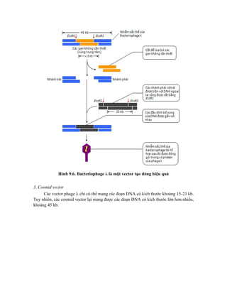 Hình 9.6. Bacteriophage λ là một vector tạo dòng hiệu quả
3. Cosmid vector
Các vector phage  chỉ có thể mang các đoạn DNA có kích thước khoảng 15-23 kb.
Tuy nhiên, các cosmid vector lại mang được các đoạn DNA có kích thước lớn hơn nhiều,
khoảng 45 kb.
 