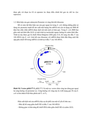 được gắn với đoạn lac-10 và operator lac được điều chỉnh bởi gen ức chế lac (lac
repressor).
1.2. Biểu hiện của gen eukaryote-Promoter và vùng liên kết ribosome
Để có mức độ biểu hiện cao của gen ngoại lai trong E. coli, không những phải sử
dụng các promoter mạnh để sản xuất một lượng lớn mRNA mà còn sử dụng các RBS để
đảm bảo chắc chắn mRNA được dịch mã một cách có hiệu quả. Trong E. coli, RBS bao
gồm một mã khởi đầu AUG và một trình tự nucleotide ngược hướng từ codon khởi đầu.
Trình tự này được gọi là chuỗi Shine-Dalgarno (SD) giàu A-G, bổ sung cho đầu 3’ của
16S rRNA của E. coli. Liên kết của ribosome với mRNA được khởi đầu bằng cách bắt
cặp giữa chuỗi SD trong mRNA và trình tự ở đầu 3’ của 16S rRNA.
Hình 9.8. Vector pKK177-3. pKK177-3 là một tac vector chứa vùng tạo dòng gen ngoại
lai cùng hướng với promoter tac. Cùng hướng với vùng này là rrnB mang gen 5S của E.
coli và hai nhân tố kết thúc phiên mã T1 và T2.
Hiệu suất dịch mã của mRNA chịu sự chi phối của một số yếu tố như sau :
- Mức độ bổ sung giữa chuỗi SD và đầu 3’ của 16S rRNA.
- Không gian và khả năng để chuỗi DNA nằm giữa chuỗi SD và codon AUG.
 