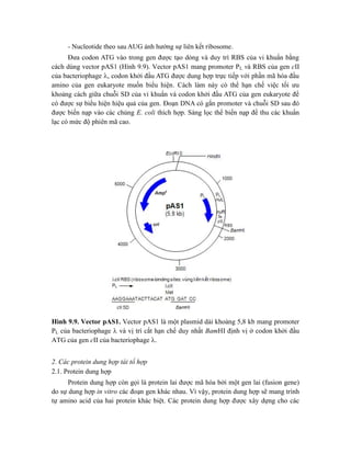 - Nucleotide theo sau AUG ảnh hưởng sự liên kết ribosome.
Đưa codon ATG vào trong gen được tạo dòng và duy trì RBS của vi khuẩn bằng
cách dùng vector pAS1 (Hình 9.9). Vector pAS1 mang promoter PL và RBS của gen cII
của bacteriophage , codon khởi đầu ATG được dung hợp trực tiếp với phần mã hóa đầu
amino của gen eukaryote muốn biểu hiện. Cách làm này có thể hạn chế việc tối ưu
khoảng cách giữa chuỗi SD của vi khuẩn và codon khởi đầu ATG của gen eukaryote để
có được sự biểu hiện hiệu quả của gen. Đoạn DNA có gắn promoter và chuỗi SD sau đó
được biến nạp vào các chủng E. coli thích hợp. Sàng lọc thể biến nạp để thu các khuẩn
lạc có mức độ phiên mã cao.
Hình 9.9. Vector pAS1. Vector pAS1 là một plasmid dài khoảng 5,8 kb mang promoter
PL của bacteriophage  và vị trí cắt hạn chế duy nhất BamHI định vị ở codon khởi đầu
ATG của gen cII của bacteriophage .
2. Các protein dung hợp tái tổ hợp
2.1. Protein dung hợp
Protein dung hợp còn gọi là protein lai được mã hóa bởi một gen lai (fusion gene)
do sự dung hợp in vitro các đoạn gen khác nhau. Vì vậy, protein dung hợp sẽ mang trình
tự amino acid của hai protein khác biệt. Các protein dung hợp được xây dựng cho các
 