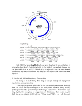Hình 9.10. Các vector họ pUR. Đây là các vector dung hợp với gen lacZ, có các vị
trí tạo dòng BamHI, SalI, PstI, XbaI, HindIII và ClaI ở đầu 3’ của gen lacZ. Sự chèn vào
của đoạn DNA ngoại lai (cDNA) trong các vị trí tạo dòng thích hợp cho phép sản xuất
protein dung hợp của -galactosidase hoạt động với chuỗi peptide được mã hóa bởi DNA
ngoại lai.
3. Xác định mức độ biểu hiện của gen được tạo dòng
Nói chung, có ba cách thường được dùng để xác định mức độ biểu hiện protein
ngoại lai của gen được tạo dòng:
- Điện di polyacrylamide gel có SDS để xác định protein có kích thước thích hợp
được sản xuất ở mức độ cao trong các tế bào mang vector biểu hiện. Thông thường,
protein quan tâm có thể quan sát bằng cách nhuộm gel với Coomassie Brilliant Blue hoặc
bằng AgNO3. Nếu không thấy có băng protein mới khi dùng các thuốc nhuộm này, thì
đánh dấu sự trao đổi chất với 100 µCi của [35
S]Met hoặc [35
S]Cys trên 1 mL dịch nuôi
 
