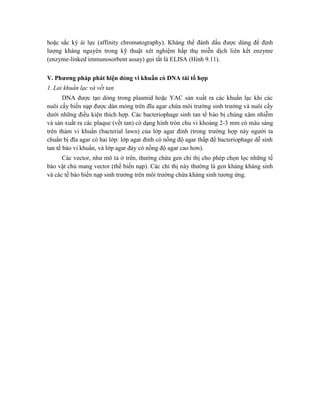 hoặc sắc ký ái lực (affinity chromatography). Kháng thể đánh dấu được dùng để định
lượng kháng nguyên trong kỹ thuật xét nghiệm hấp thụ miễn dịch liên kết enzyme
(enzyme-linked immunosorbent assay) gọi tắt là ELISA (Hình 9.11).
V. Phương pháp phát hiện dòng vi khuẩn có DNA tái tổ hợp
1. Lai khuẩn lạc và vết tan
DNA được tạo dòng trong plasmid hoặc YAC sản xuất ra các khuẩn lạc khi các
nuôi cấy biến nạp được dàn mỏng trên đĩa agar chứa môi trường sinh trưởng và nuôi cấy
dưới những điều kiện thích hợp. Các bacteriophage sinh tan tế bào bị chúng xâm nhiễm
và sản xuất ra các plaque (vết tan) có dạng hình tròn chu vi khoảng 2-3 mm có màu sáng
trên thảm vi khuẩn (bacterial lawn) của lớp agar đỉnh (trong trường hợp này người ta
chuẩn bị đĩa agar có hai lớp: lớp agar đỉnh có nồng độ agar thấp để bacteriophage dễ sinh
tan tế bào vi khuẩn, và lớp agar đáy có nồng độ agar cao hơn).
Các vector, như mô tả ở trên, thường chứa gen chỉ thị cho phép chọn lọc những tế
bào vật chủ mang vector (thể biến nạp). Các chỉ thị này thường là gen kháng kháng sinh
và các tế bào biến nạp sinh trưởng trên môi trường chứa kháng sinh tương ứng.
 
