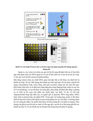 Hình 9.11. Kỹ thuật Western blot và ELISA dựa trên phản ứng liên kết kháng nguyên-
kháng thể
Ngoài ra, các vector còn chứa các gen chỉ thị bổ sung để phân biệt các tế bào biến
nạp chứa đoạn chèn của DNA ngoại lai với các tế bào chứa các vector tự tái tạo lại vòng.
Ví dụ: gen lacZ mã hóa enzyme β-galactosidase.
Một dòng (clone) chứa các chuỗi DNA quan tâm đặc biệt có thể được xác định bởi lai
khuẩn lạc hoặc vết tan. Một lượng nhỏ khuẩn lạc biến nạp hoặc vết tan được chuyển lên
màng nitrocellulose hoặc nylon bằng cách phủ (overlay) màng này lên trên đĩa agar.
DNA được biến tính và cố định trên màng bằng đun nóng (baking) hoặc chiếu tia cực tím
(UV-crosslinking), và sau đó được lai trong đệm chứa probe đã đánh dấu đồng vị phóng
xạ có trình tự bổ sung một phần của chuỗi được xác định. Ví dụ: Có thể một
oligonucleotide tổng hợp nhân tạo, có nguồn gốc từ genomic DNA từng phần, cDNA
hoặc trình tự protein hoặc sản phẩm PCR. Trong một vài trường hợp, probe có thể được
thiết kế dựa trên trình tự bắt nguồn từ gen tương đồng của các loài khác và thường được
lai với cường lực thấp. Các probe thừa được rửa khỏi màng để ủ với phim X-quang. Theo
hướng của phim (sau khi rửa) so sánh với đĩa agar gốc, sau đó sẽ có khả năng gắn kết các
khuẩn lạc thực tế với các khuẩn lạc lai dương tính tương ứng trên phim X-quang.
 